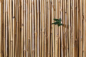 Crunchy Menopause - Bamboo 