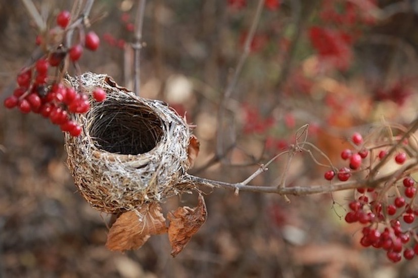 Crunchy Menopause - 14 ways to cope with an empty nest